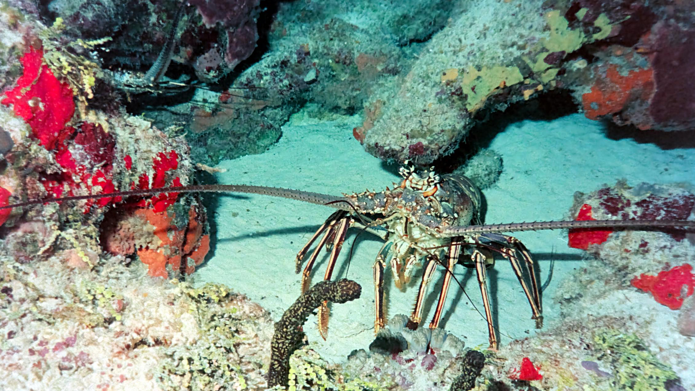 我让龙虾替我工作了 38 天，它做了什么？